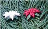 Order  Christmas Button - Poinsettia