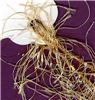 Order  Eyelash - Gold