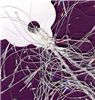 Order  Eyelash - White