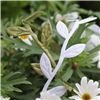 Order  Full Blooms Ribbon - Leaf String