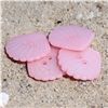 Order  Fun in the Sun Buttons Shell Pink