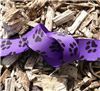 Order  Paw Print Ribbon - Grape Grosgrain