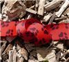 Order  Paw Print Ribbon - Red Grosgrain