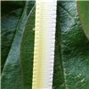 Order  7mm Ombre Ribbon - Lemon
