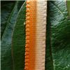 Order  7mm Ombre Ribbon - Marigold