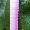 Order  7mm Ombre Ribbon - Orchid