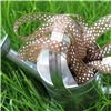 Order  Organza Swiss Dot Ribbon - Turftan/White