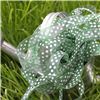 Order  Organza Swiss Dot Ribbon - Forest/White