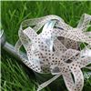 Order  Organza Swiss Dot Ribbon - Cream/Brown