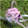 Order  Organza Swiss Dot Ribbon - Tulip/White