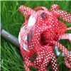 Order  Organza Swiss Dot Ribbon - Poppy Red/White