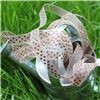 Order Organza Swiss Dot Ribbon - Tan/Brown