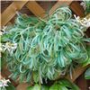 Order  3mm Sheer Streamer - Green