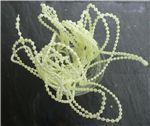 Order  Seed Beads - Lime Juice