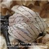 Order  Vintage Butterflies Ribbon - Script