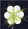 Order  Eyelash - Lime
