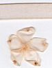 Order 10mm Sheer Ribbon - Cream