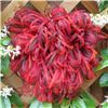 Order  3mm Sheer Streamer - Red