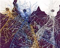 eyelash fibre